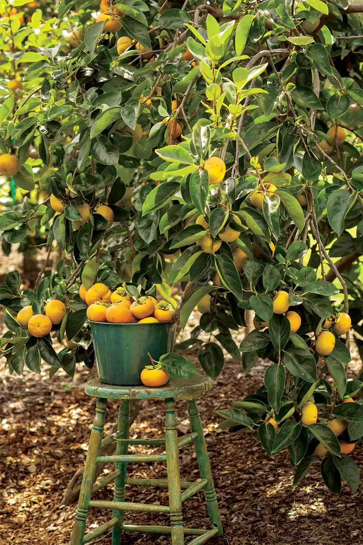 When are Persimmons Ripe? Here’s How to Harvest the Sweetest Fruit 