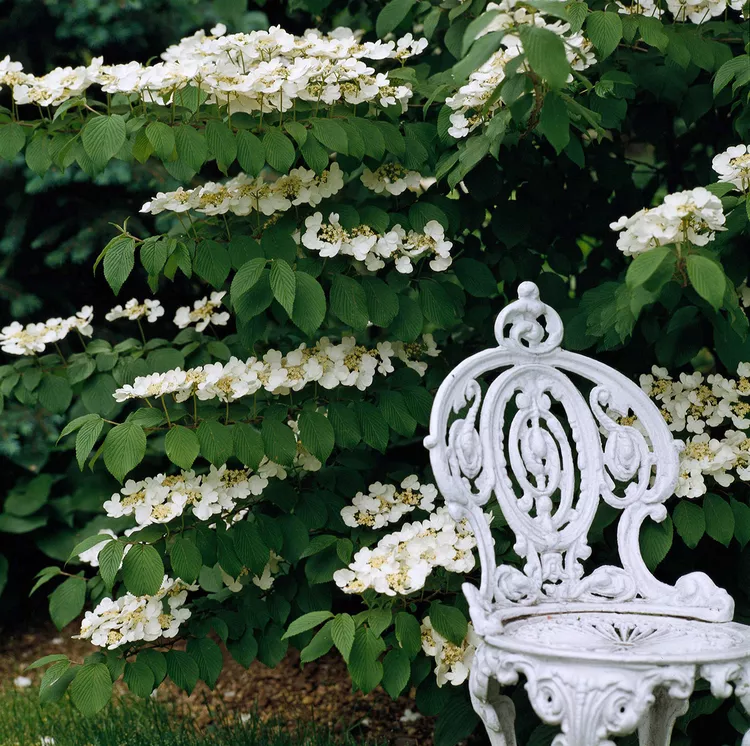 How to Plant and Grow Viburnum Bush