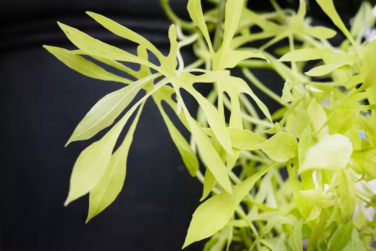 How to Plant and Grow Sweet Potato Vine