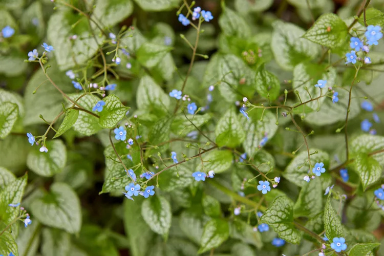 19 Outdoor Creeping Plants That Are Pet-Safe