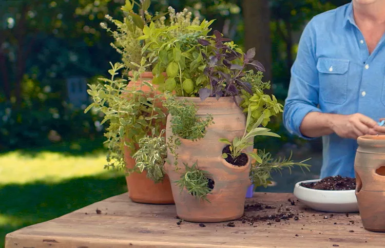 3 Pretty Planting Ideas for Strawberry Pots That Aren't Strawberries