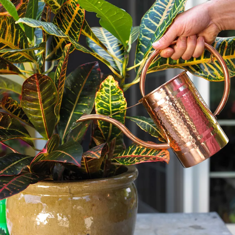 Why Are My Plant’s Leaf Tips Brown? Here Are 3 Possible Reasons