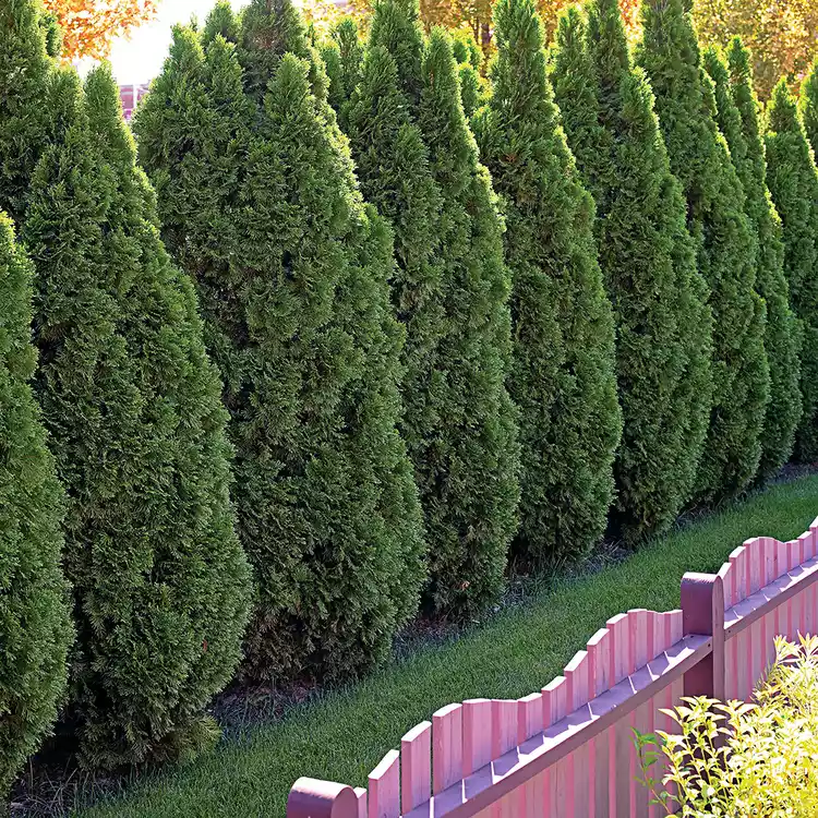 25 Best Evergreen Trees for Privacy and Year-Round Greenery