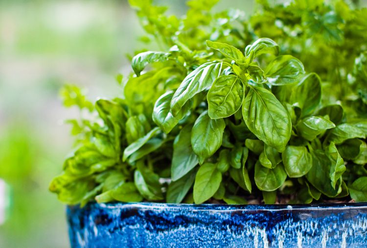 12 Tips for Growing Basil in Pots So You'll Always Have This Tasty Herb Nearby