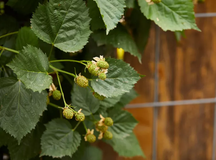 10 Tips for Using a Raspberry Trellis to Make Harvesting So Much Easier