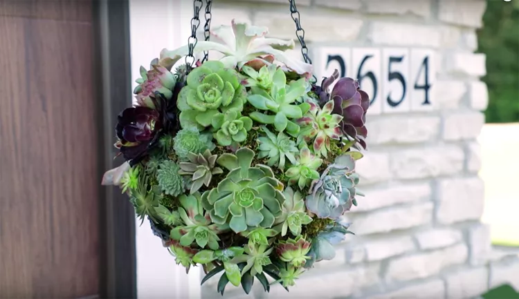 How to Make a Hanging Succulent Ball