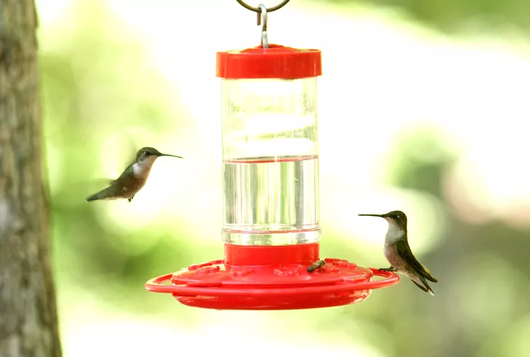 When to Put Out Hummingbird Feeders in the Spring