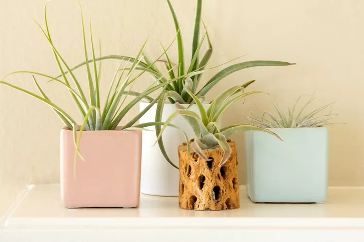 How to Grow Air Plants That Don’t Need Soil to Survive