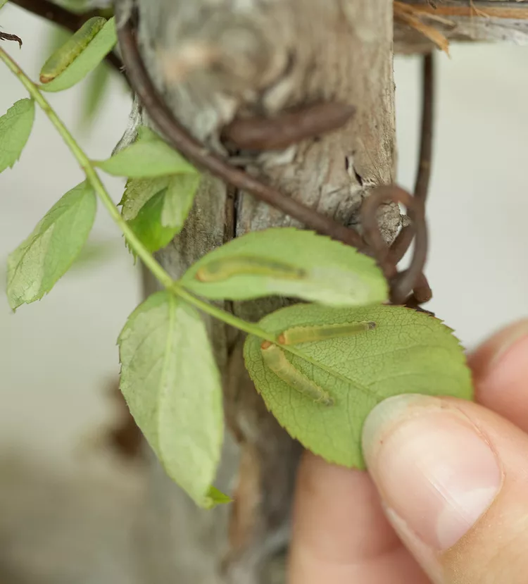 How to Keep Those Pesky Green Bugs—aka Sawfly Larvae—Off Your Roses