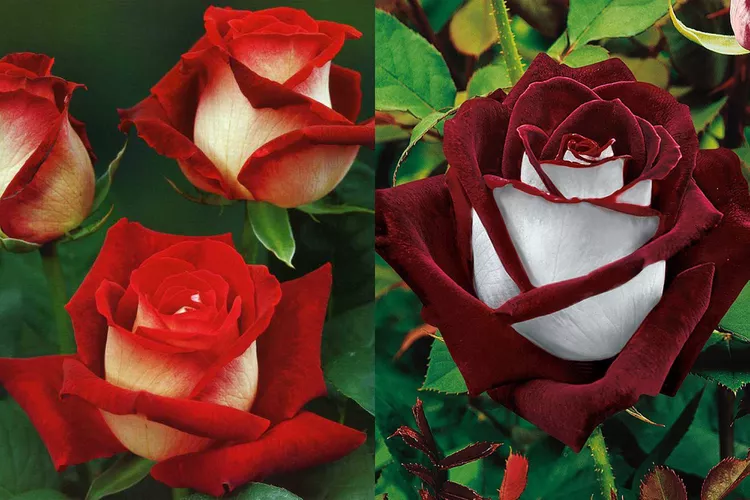 What Is an Osiria Rose and Are They Actually Real?