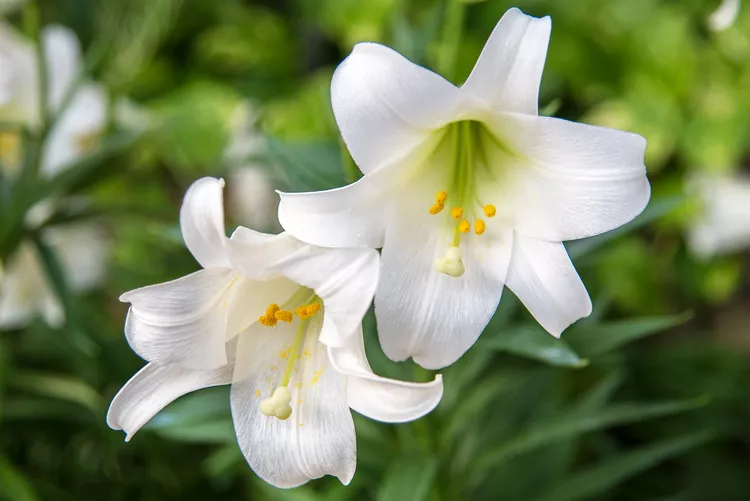 How to Care for Easter Lilies to Enjoy Their Big, Fragrant Flowers