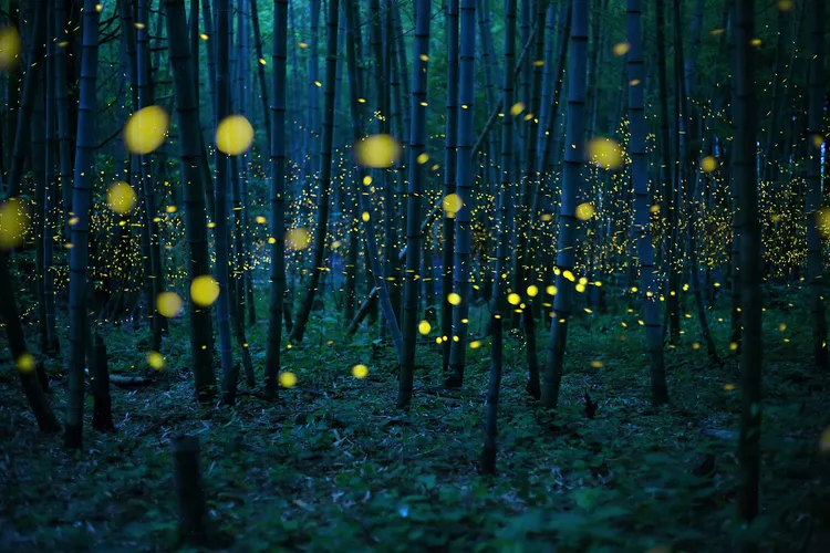 How to Attract Fireflies to Your Yard for Delightful Evenings