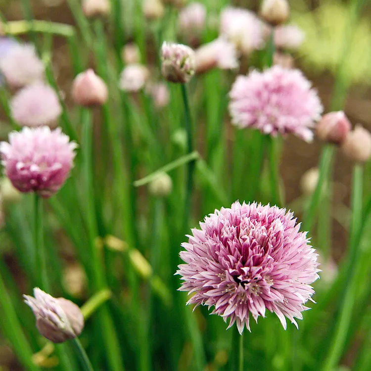 The 10 Best Companion Plants for Strawberries 