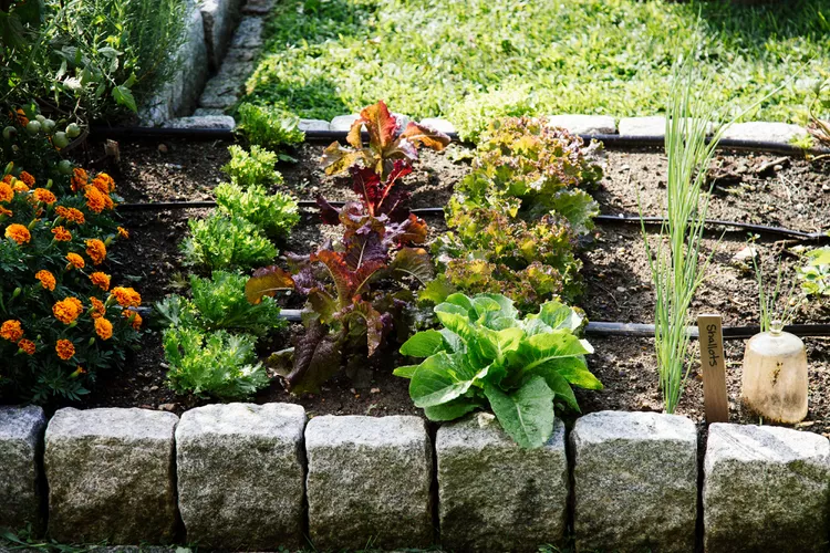 5 Best Ways to Water Raised Garden Beds of All Sizes Correctly