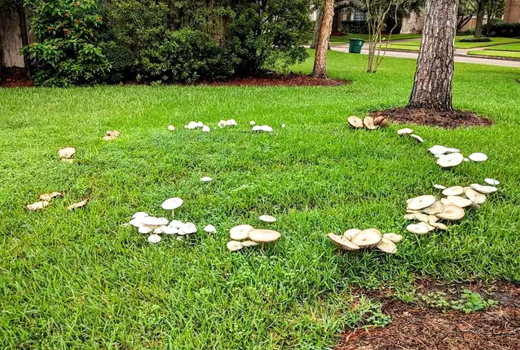 What Is a Fairy Ring? And Will It Harm Your Lawn?