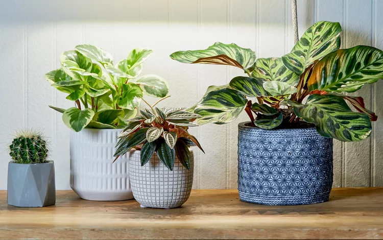 14 Easy-Care Indoor Plants for Bedrooms to Add Natural Greenery 