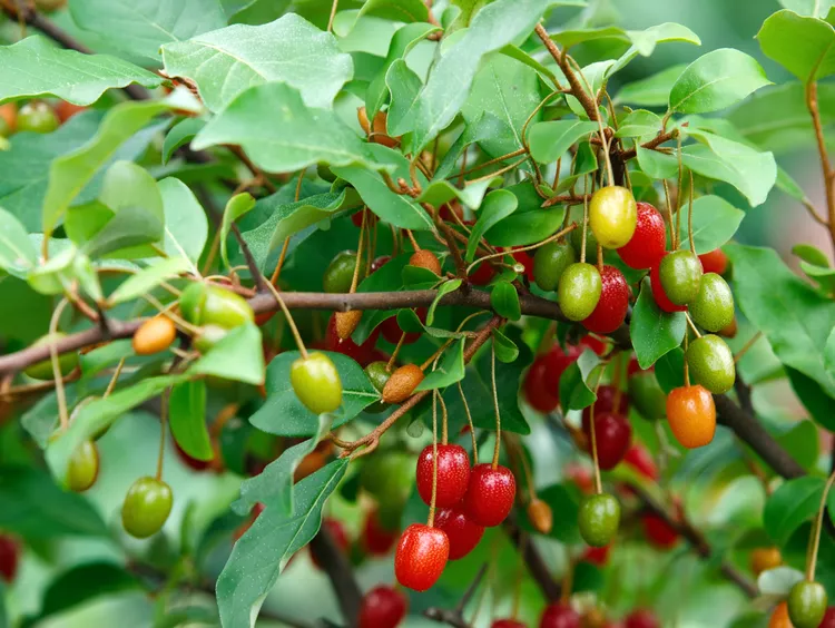 How to Plant and Grow Goumi Berry