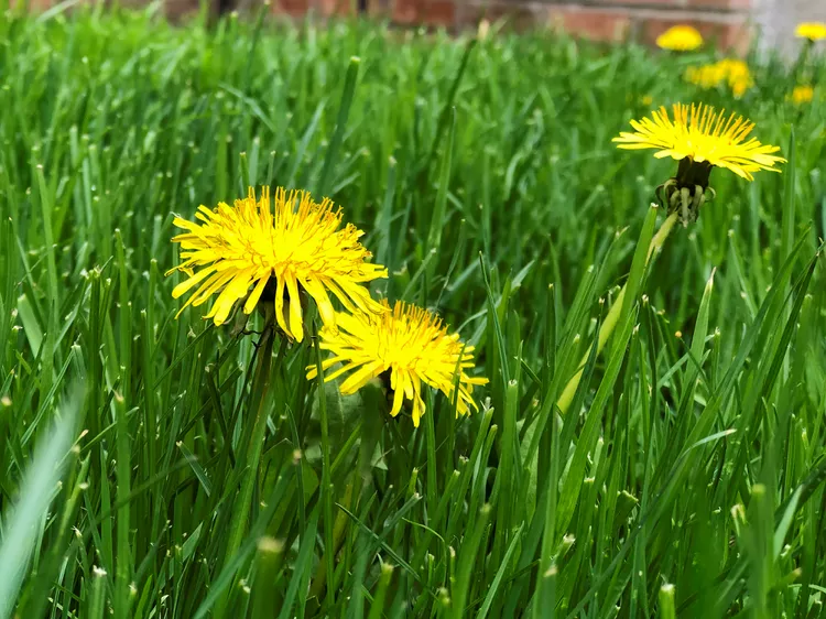 Got Lots of Dandelions? Here's What Your Lawn Is Trying to Tell You
