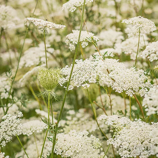 Poisonous Weed Like Queen Anne's Lace?