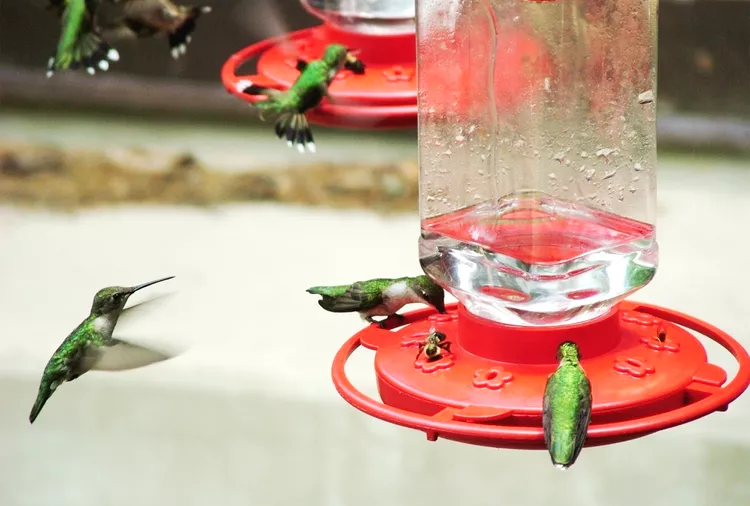 How to Keep Bees Away from Hummingbird Feeders