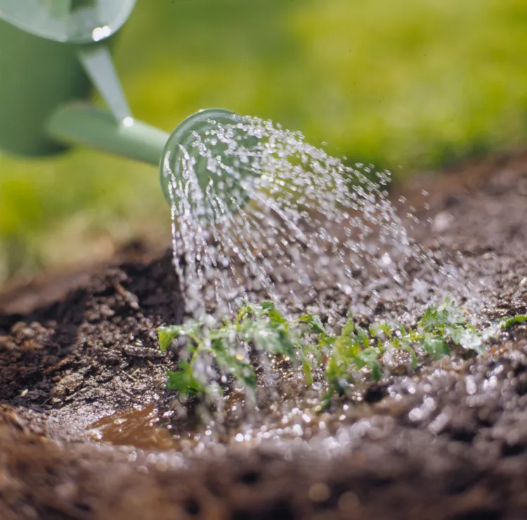 7 Watering Mistakes That Could Sabotage Your Vegetable Garden