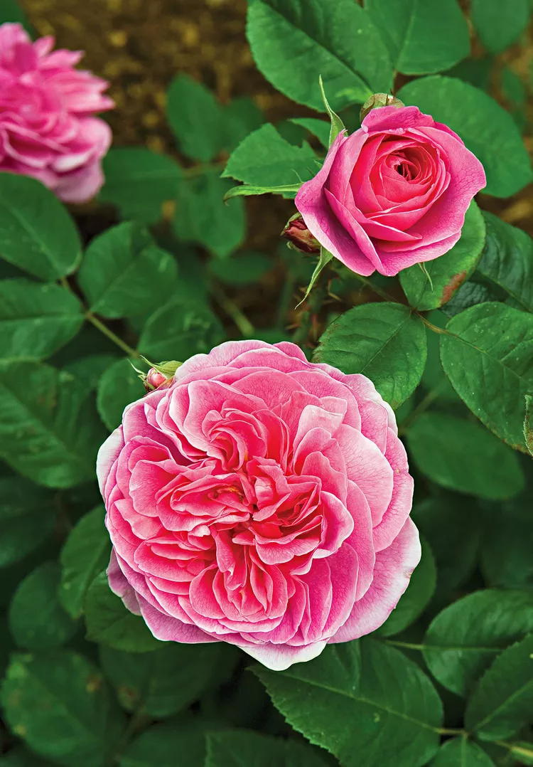 How to Plant and Grow Shrub Roses