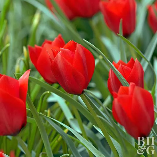 How to Plant and Grow Species Tulips