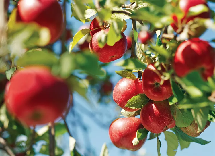 Your Guide to Apple Picking Season, Plus 7 Must-Know Apple Harvesting Tips