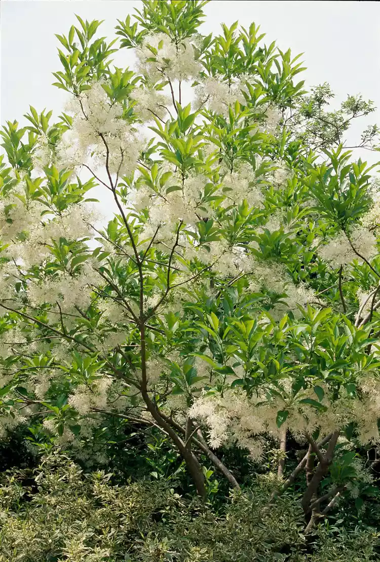 How to Plant and Grow White Fringe Tree 