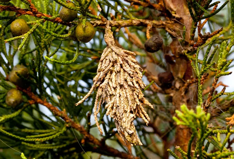 How to Get Rid of Bagworms Before They Ruin Your Plants