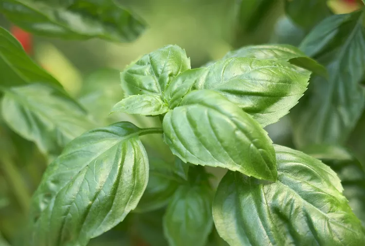 Is Basil a Perennial That Will Come Back Each Year?