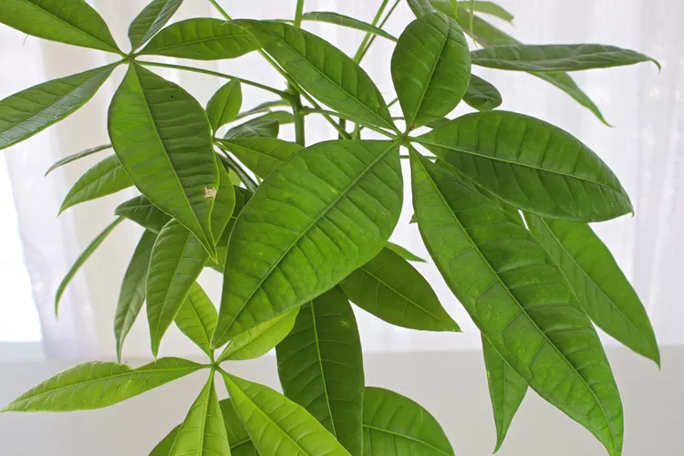 6 Reasons Why Your Money Tree Leaves Are Turning Brown, and How to Fix It