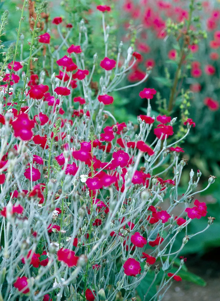 23 Plants with Silver Foliage to Help Your Garden Shine