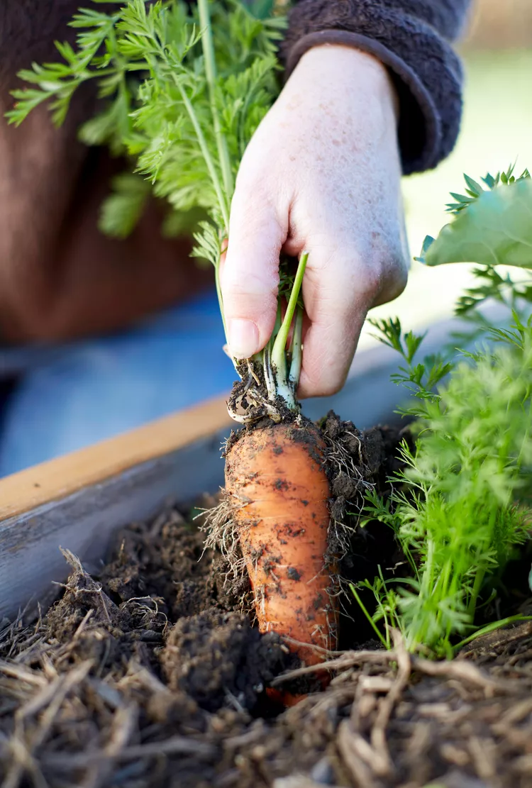 11 Simple Tips for Growing Carrots in Containers Successfully