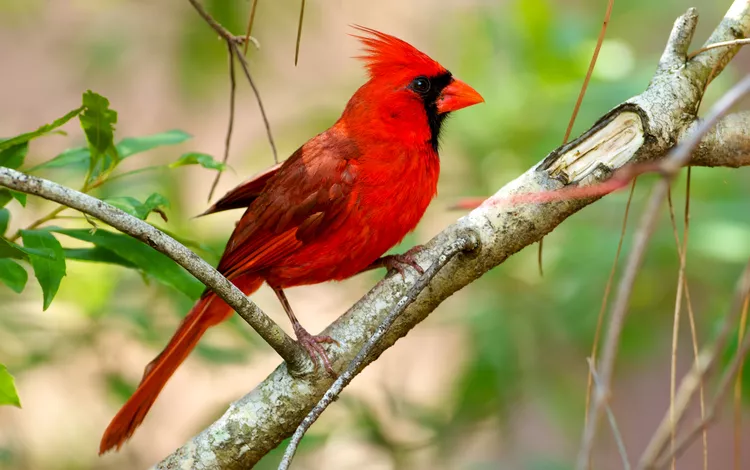 How to Attract Cardinals So You Can Enjoy Their Beauty in Your Yard