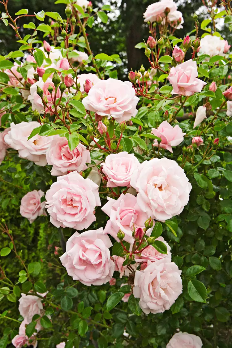 How to Plant and Grow Climbing Roses