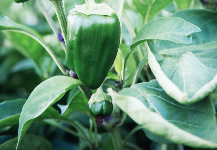 Pepper Plant Leaves Curling? 8 Reasons Why and What to Do About It