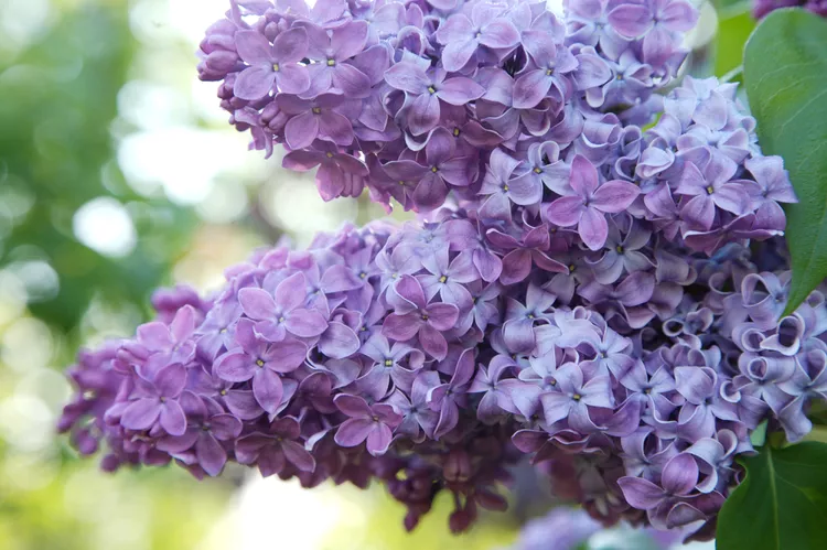 10 Plants You Should Never Prune in Spring Before They Bloom