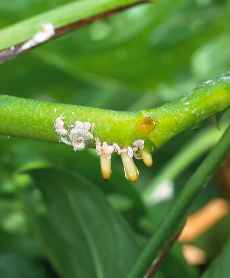 How to Get Rid of Mealybugs on Your Houseplants