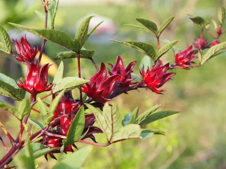 How to Plant and Grow Roselle