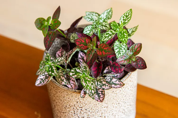 24 Best Foliage Plants to Brighten Up Any Room in Your Home