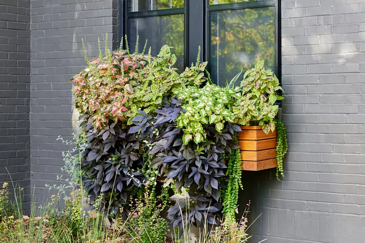 How to Plant Window Boxes Like a Pro