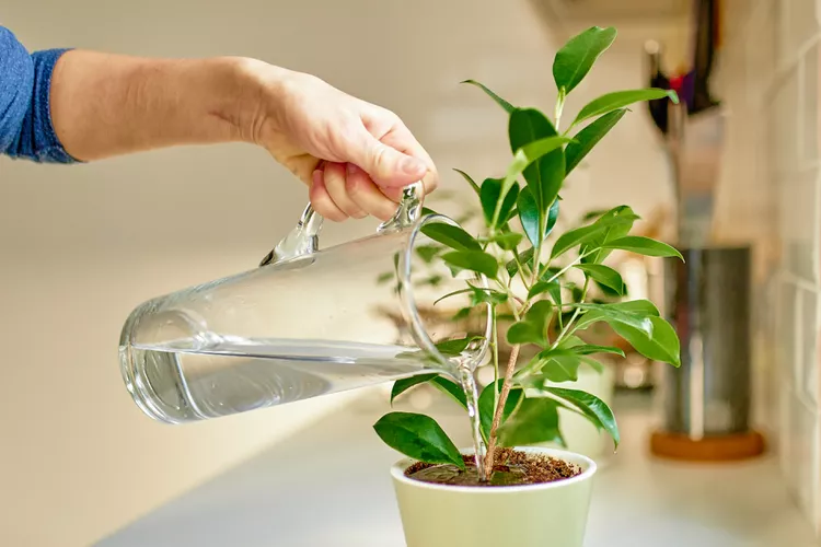 Here's Why You Shouldn't Try the Viral Hack of Watering Your Plants with Pasta Liquid