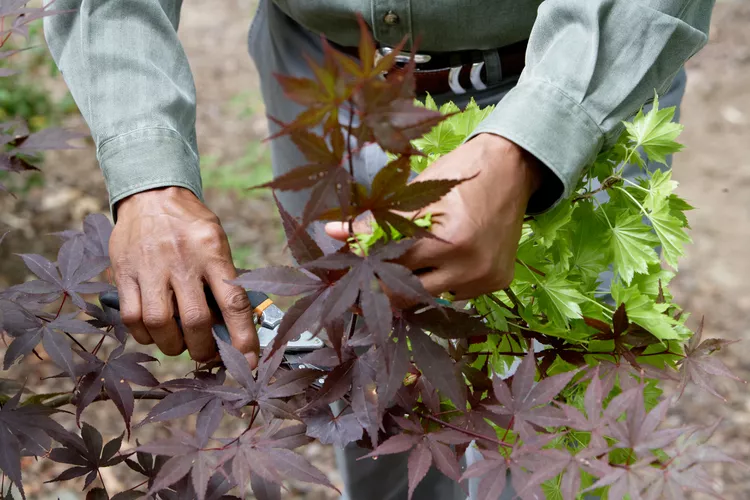 11 Tips for Pruning Japanese Maple Trees