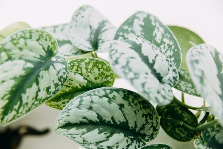 11 Calming Houseplants That Will Bring Soothing Sage Green to Your Home