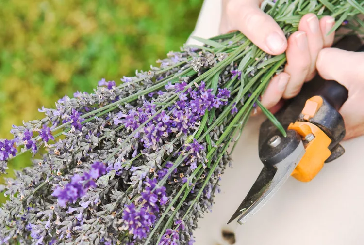 When and How to Prune Lavender Plants in 5 Simple Steps