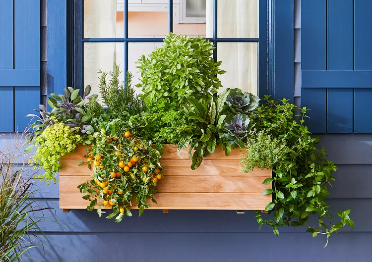 11 Small Vegetable Garden Ideas for Maximizing Your Homegrown Harvest