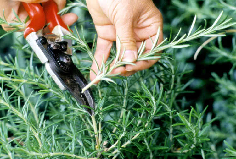 How to Harvest Rosemary for Its Fragrant Leaves