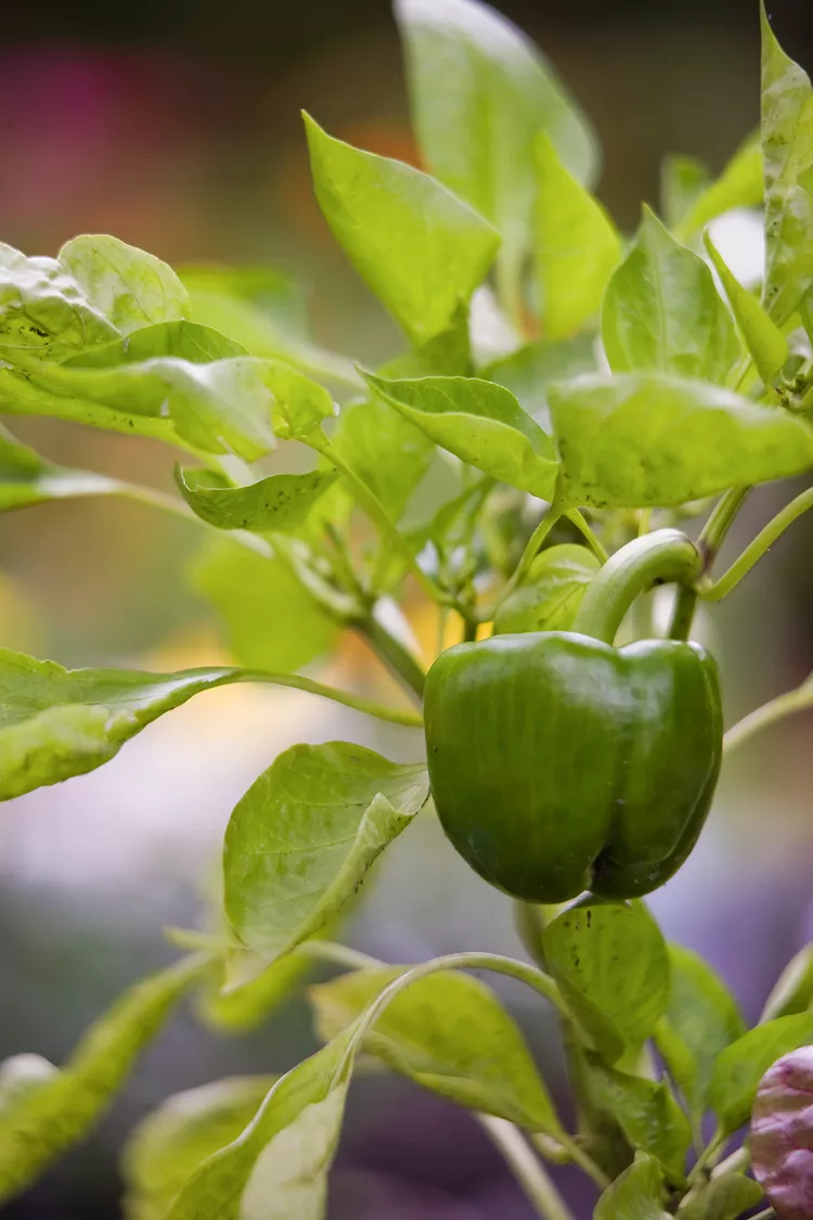 10 Best Companion Plants for Peppers 