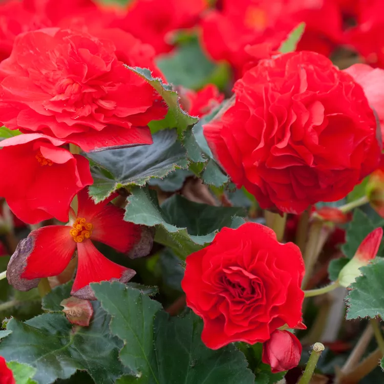 How to Plant and Grow Tuberous Begonia